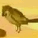 pipipipi