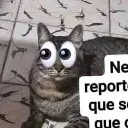 netaqueedgy