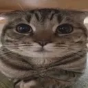 cat_bread