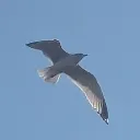 gullgoing