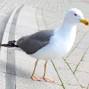 gull