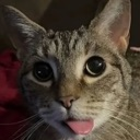 :cat_bleh: