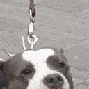 barkingezgifcomoptimize6 animated Discord emote - The Boneyard 20+
