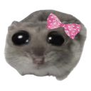 :hamterremovebgpreview1:
