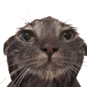 A wet, disheveled cat with wide eyes staring intensely at the camera.