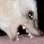 ruffles2 Discord Emoji from The Boneyard 20+