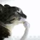 cat_think