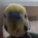 Birbybirb Discord sticker from IWoH’s country