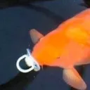 fishwithbinky