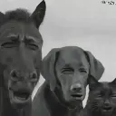 lamo lamo