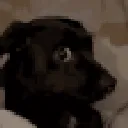 doggoside