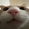 woh