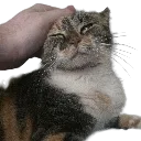 sandypet