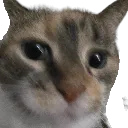 sandyrage sandyrage