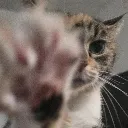 thepaw thepaw