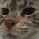 sandywut