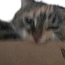 sandyCRONCH