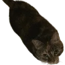 sandygerm sandygerm