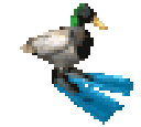 duckyflippers