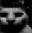 catdespair