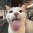 silly_cat