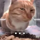 thinkingcat