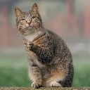 reacting_cat custom emote from Eagle Community