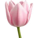 b_pink_tulip