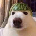 dogwatermelon