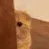 Emoji catpeak