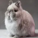 doidoidoidoi