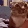 catAsk