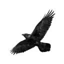 8_crow