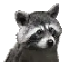 raccoondance raccoondance