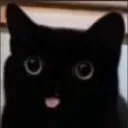 Bleh Bleh