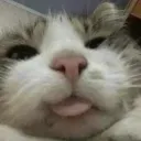 auh auh