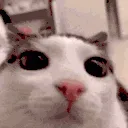 catblink