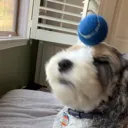 MochiBonk