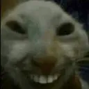 XDD XDD