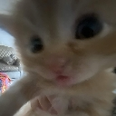 neko_shah custom emote - Invictus