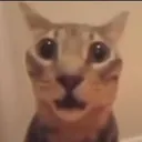 catsmellsfart