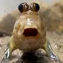mudskipp
