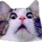 catscared