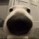 MetalDog MetalDog
