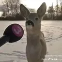 deer
