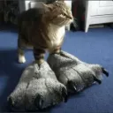 super_big_cat_paw
