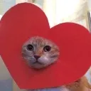 heartcat
