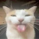bleh