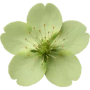 green003