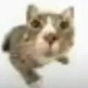 MIAU